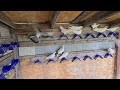 New Indian Pigeons From Kakaji