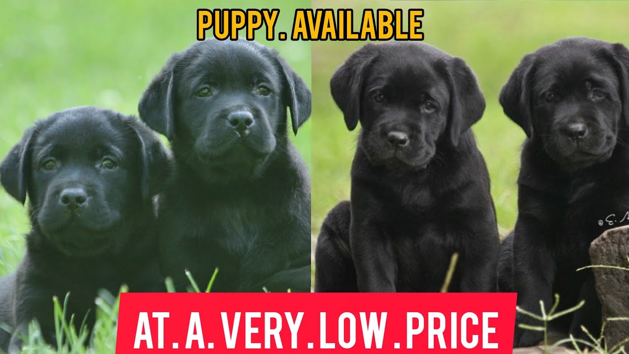 ️ show quality Black Labrador puppies available for sale contact inbox