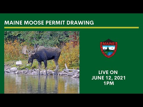 Blaise Alexander Mansfield - Maine Moose Permit Drawing - 2021
