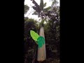 Largest banana tree
