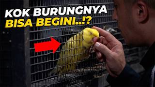 EFEK PELIHARA DENGAN CINTA HEWAN DISINI TERUS BERKEMBANG BIAK!