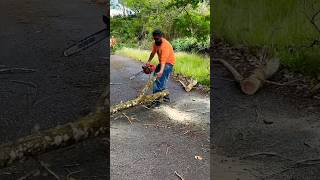 Tree removal island style! #hawaii #mountains #forest #nature #trees #shorts