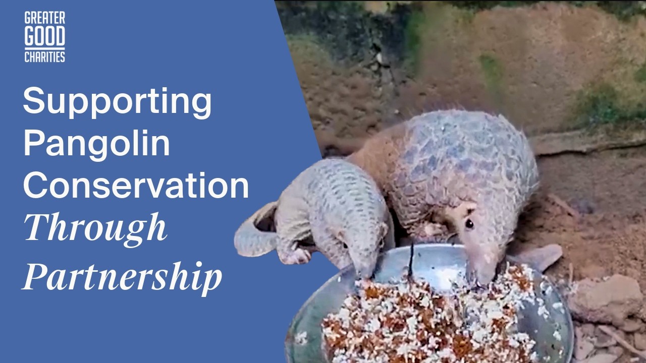 Supporting Pangolin Conservation Through Partnership