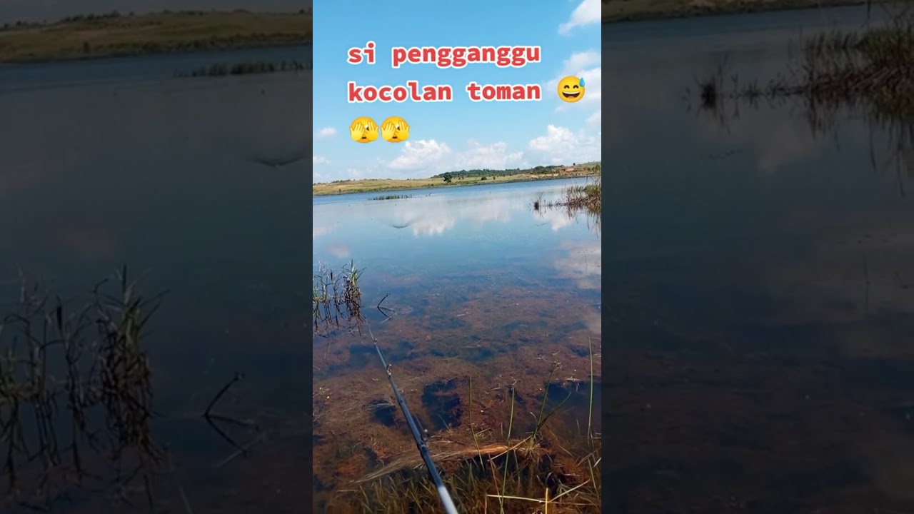 Sambaran toman kocolan #casting #toman #giantsnakehead #shorts