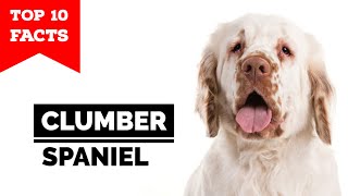 Clumber Spaniel  Top 10 Facts