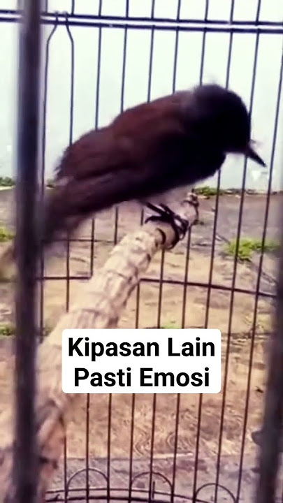 Pancingan Sikatan Kipas Anti Zonk #pikatanburung #sikatankipasgacor