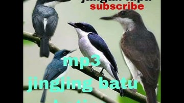 SUARA PIKAT BURUNG JINGJING BATU RIBUT 💯‼️‼️AUTO LANGSUNG NYAMBAR