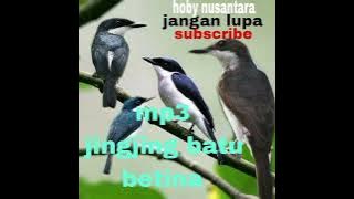 SUARA PIKAT BURUNG JINGJING BATU RIBUT 💯‼️‼️AUTO LANGSUNG NYAMBAR