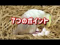 一年中、発情するインコを抑制する。雌に無精卵を産ませない７つのテクニックcockatiel【オカメインコのきなこ】