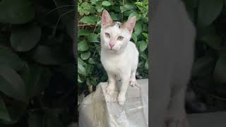 Anneye Bağırılmaz Resimi