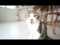 春を告げる小鳥のさえずりとハル王子😽