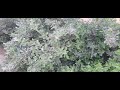 شجر الواي تكس مناسب كساتر أو حاجز طبيعي أو مصدات للرياح 
