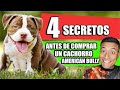 🆘¡NO TE ARRUINES!🆘 4 Errores GRAVES que NUNCA debes cometer al comprar un American Bully❌