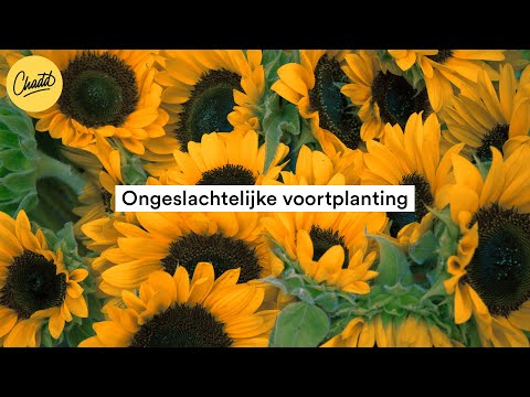 Video: Planten uien zich ongeslachtelijk voort?