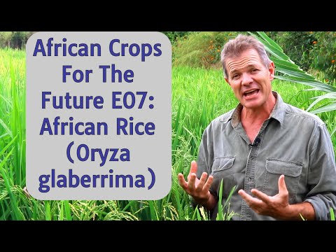African Crops For The Future E07: African Rice (Oryza glaberrima)