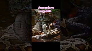 ANACONDA VS COCODRILO #animal #snake #exoticos #exotico #animals #serpiente #zooanimals #animal