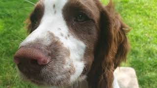 Gundog Training, the Pups at 15 weeks by Working Springer Guernsey 1,127 views 10 months ago 13 minutes, 10 seconds