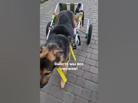 Собака инвалид учится передвигаться на инвалидной коляске - YouTube