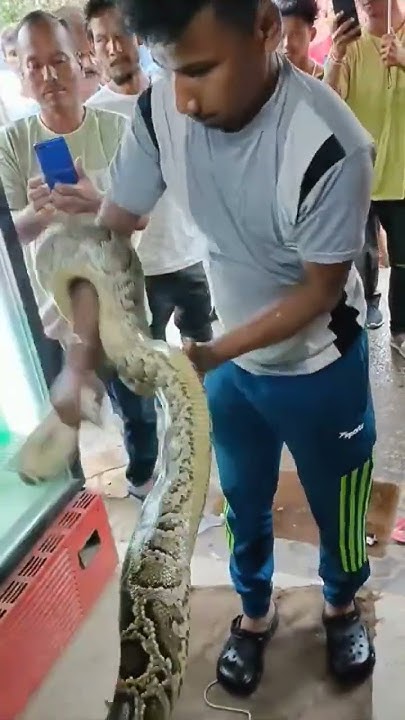 biggest-python-in-the-world-python-snake-viralshorts-viralvideo