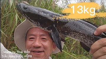Tập 65: Câu cá lóc u minh thượng. Fishing a lot of snakehead U minh Thượng. Săn bắt hugo