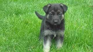 Full german shepherd pup hop jump growl hysterical 004.AVI Guide