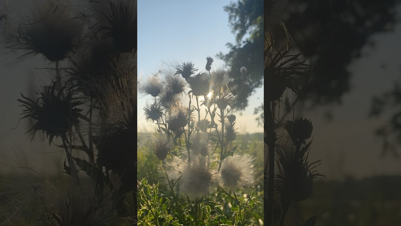 Stillness in Renesse☀️Zeeland, Netherlands💚