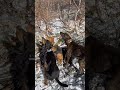 HOW TO CATCH A BEAR WITH DOGS! #dogs #hounds #hunting #huntingdog #howto #training #bears #bearhunt