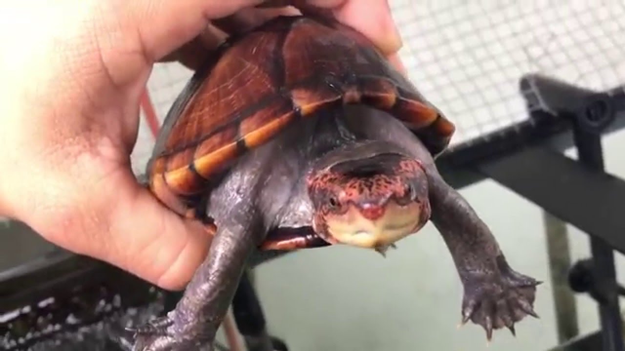 Lege med Monumental Hula hop The Turtle Source: Red Cheeked Mud Turtle! - YouTube