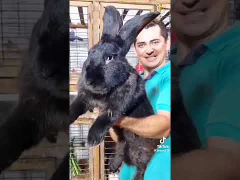 الارنب الفلمنكى