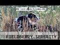 Dogs Dogs Dogs | an Art Film Fieldberry Serenity #dogsofyoutube  #puppy #doglife #cutedog #aussie