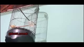 MANTAB !!! VARIASI LAGU CIBLEK SAWAH MUDA | CIWAH LAGU VARIASI | PRENJAK SAWAH NGEBREM | CIWAH ISIAN