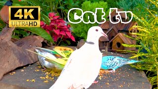 [NO ADS] Cat TV for cats to watch  Birds of prey playing in the garden Videos for Cats 4K HDR