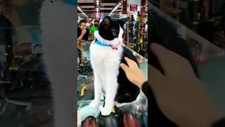 funny cats 😂 episode 261 #shorts