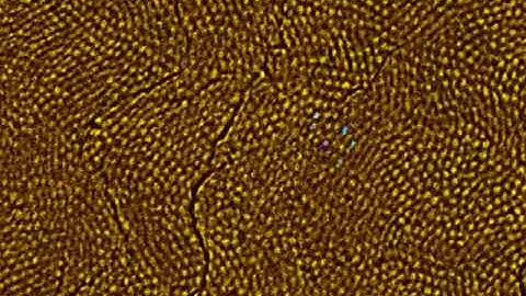 Enamel prisms through space and time revealed by synchrotron imaging