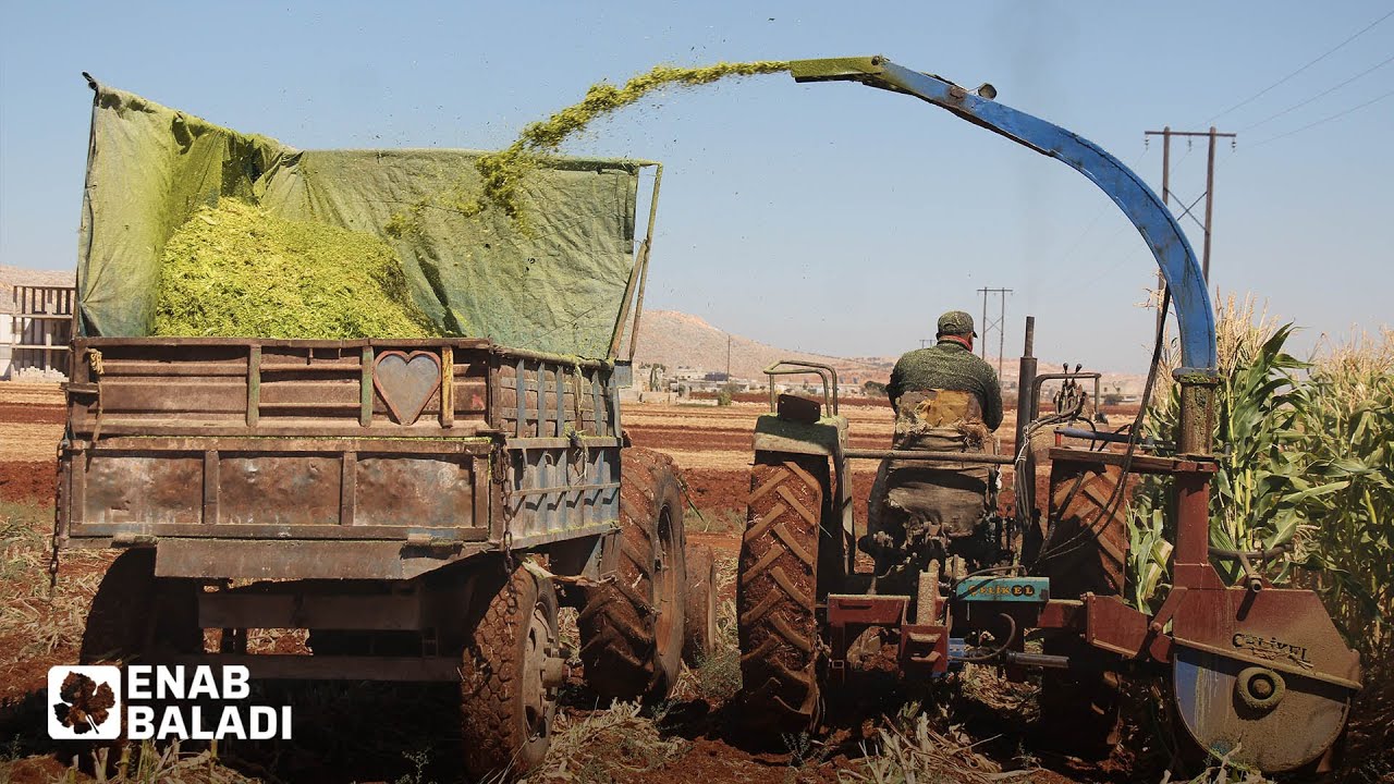 مزارعو إدلب يحصدون الذرة العلفية
