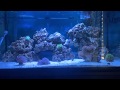 40 GALLON REEF (DAY 67)