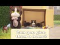 Have a  time with cute kitties【Kitten Match】ep16