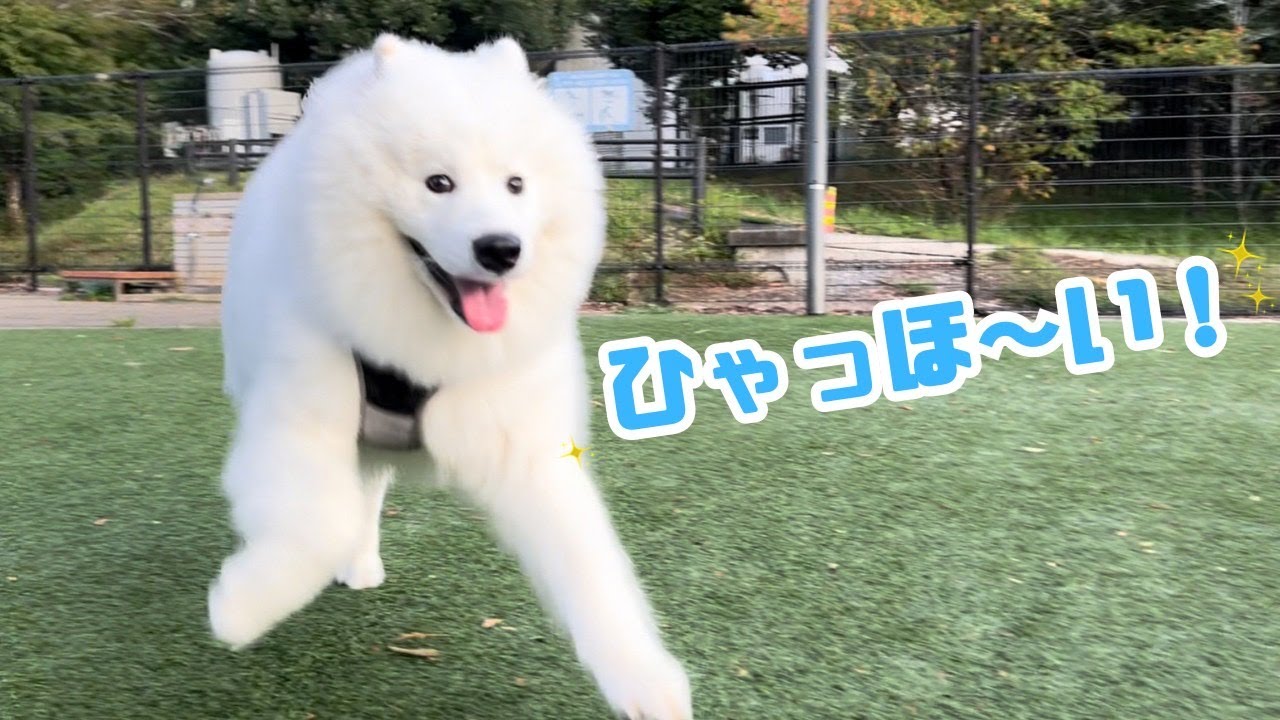 サモエド サモエド】~生後8ヶ月半~1ヶ月ぶりにドッグラン解禁したら飛んで喜ぶ姿