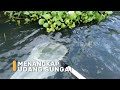 Menangkap Udang Sungai | SI BOLANG (15/01/24)