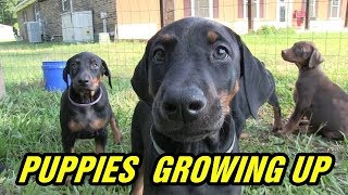 Doberman pinscher puppies growing to 8 weeks