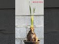 AHEAD TH Boophone Disticha: The Ultimate Collector's Fan Lily (Specimen BOOD002) #Boophone #Disticha
