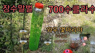 장수말벌 어더걸린.700수이상#말벌제거 #말벌퇴치 #말벌 #장수말벌 #벌집제거