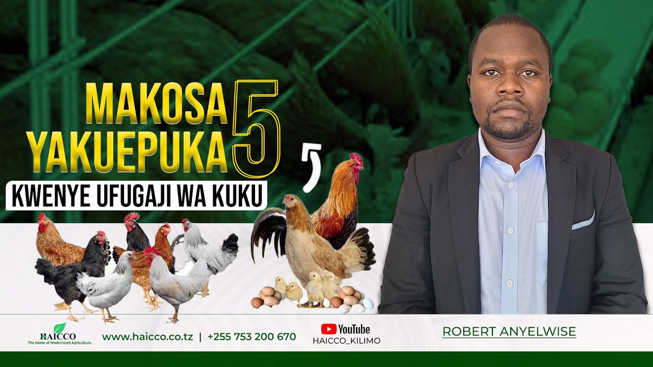 MAKOSA MATANO YA KUEPUKA KWENYE UFUGAJI WA KUKU | ROBERT ANYELWISE