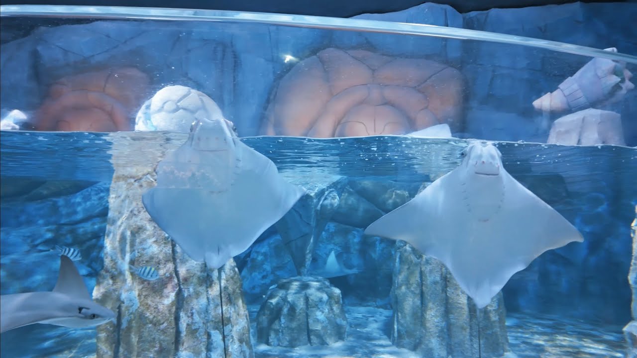 Viện hải dương học & Thuỷ cung Nha Trang