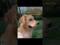 Come gestjrel'ansia e l'agitazione del pet?