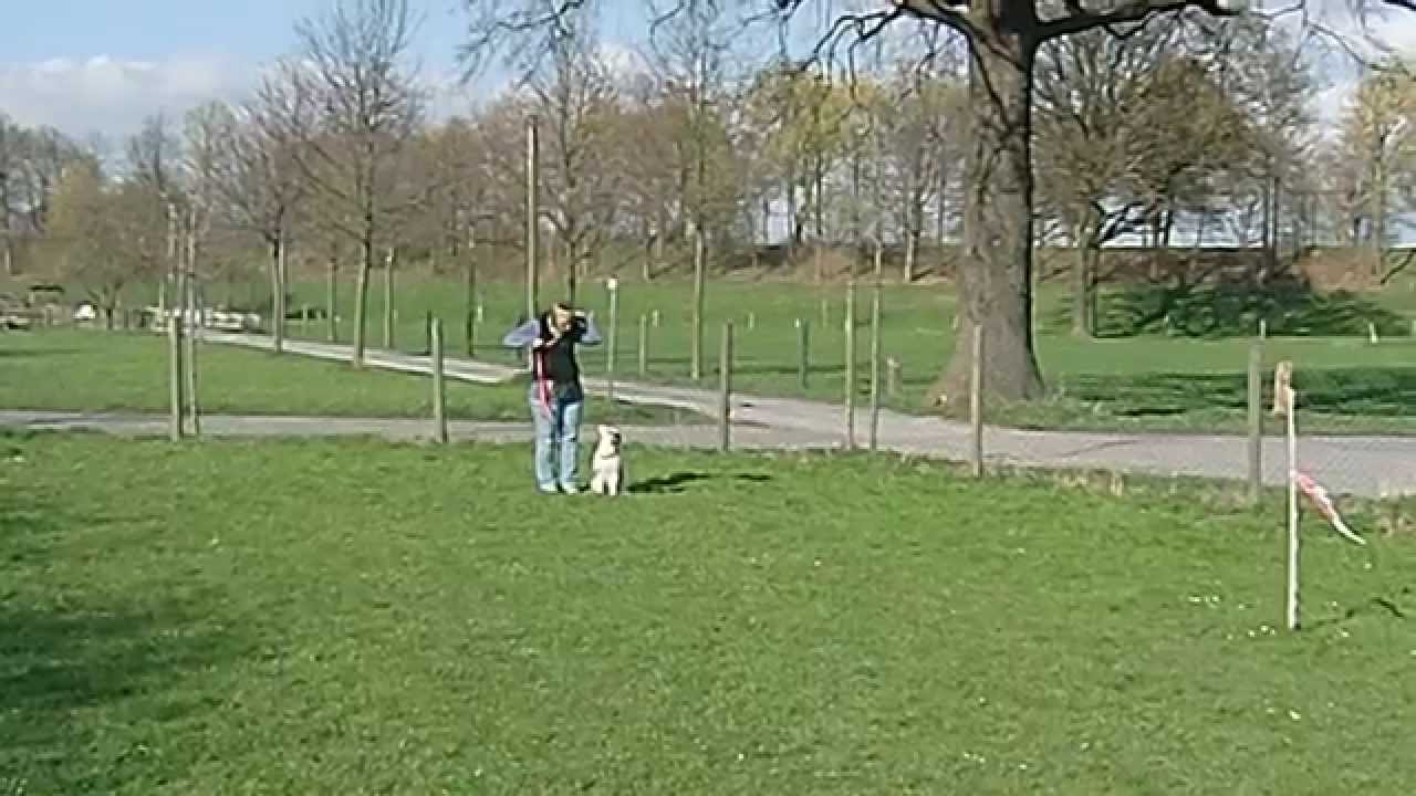 gewicht australian shepherd 8 wochen australian shepherd welpe shanou 14 wochen unterordnung youtube gewicht australian shepherd 8 wochen australian shepherd welpe shanou 14 wochen unterordnung youtube