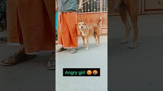 kovakaari😡😘rate 0/10 #mhs#dog#kennel#all types of dog breeds #toy breeds#