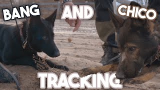 Tracking with my Puppy and Chico