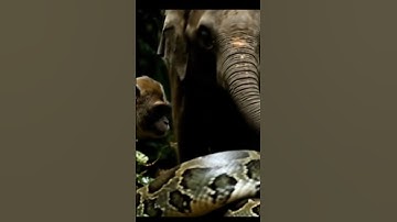 Brave Monkey | Baby Elephant Saved From Giant Python #amazing