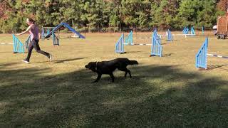 UKI Week 128 Speedstakes 1 by Pine Ridge Canines 65 views 6 months ago 59 seconds